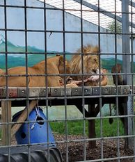 Zoo løve tiger